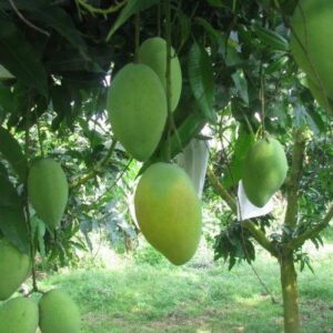 Chinna Rasalu Nuzvid